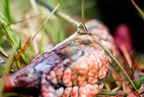 Dirty Bird broadhead and turkey head